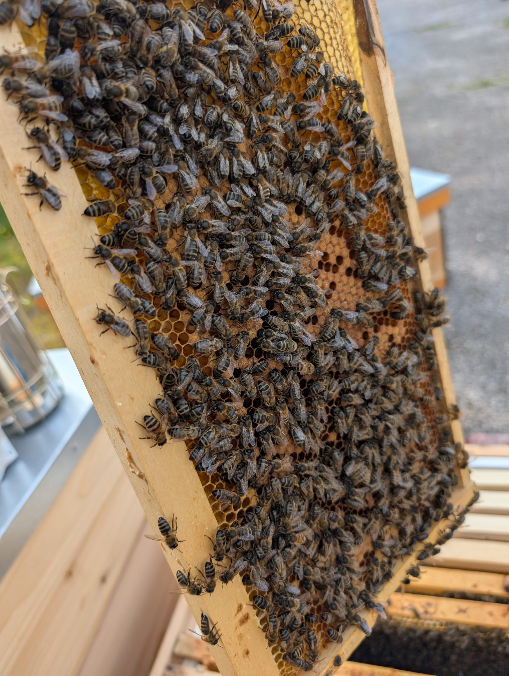 Bees doing their work